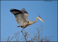 _2SB3702 great-blue heron landing in tree
